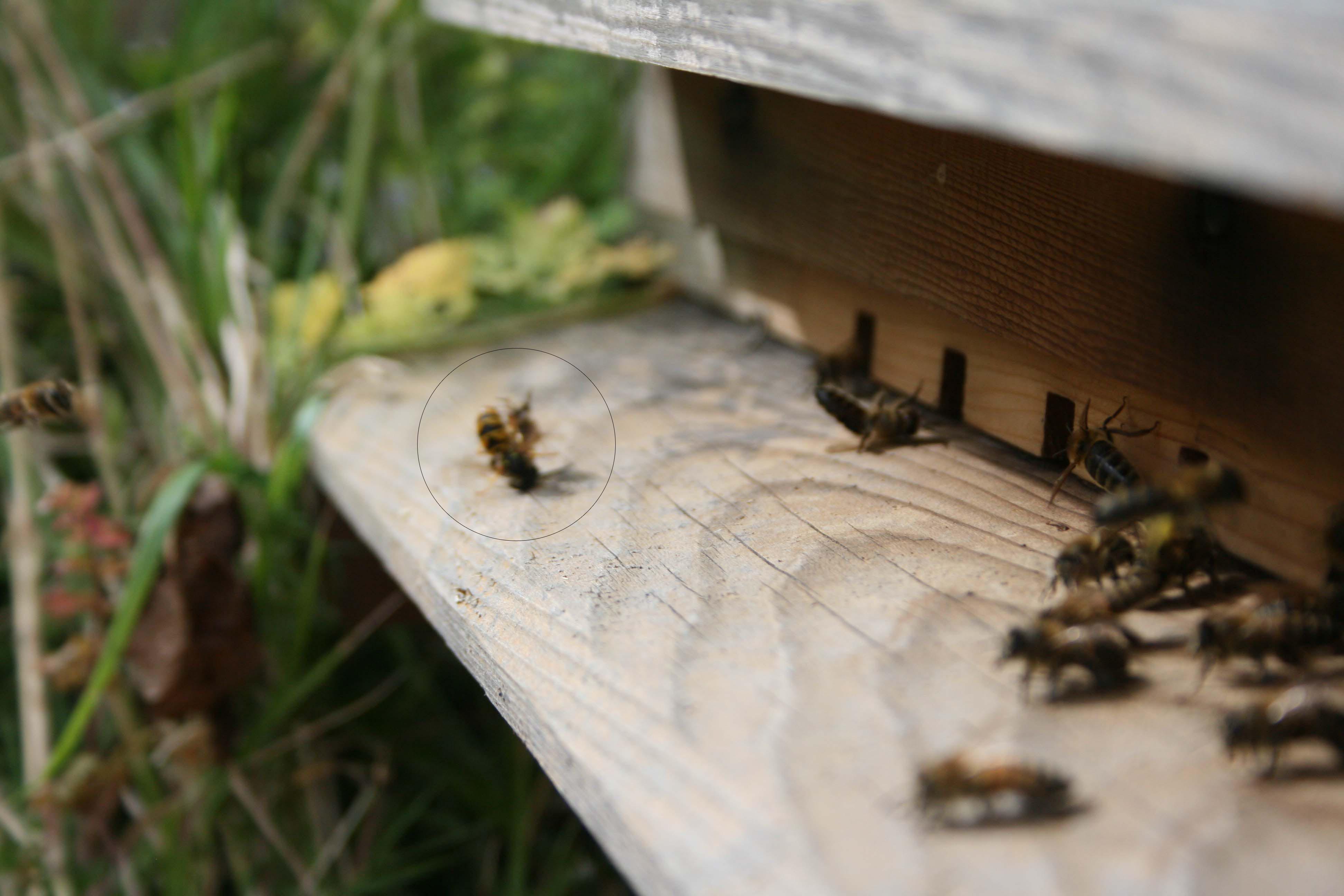 wasps-attacking-bees 012a.jpg